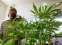 CA medical marijuana CA medical marijuana